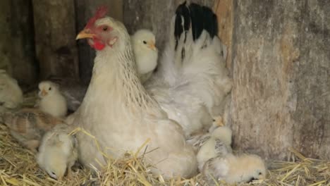 chickens baby mother chicken little chickens near the chicken chickens baby mother chicken little chickens near the chicken chicken on a poultry farm
