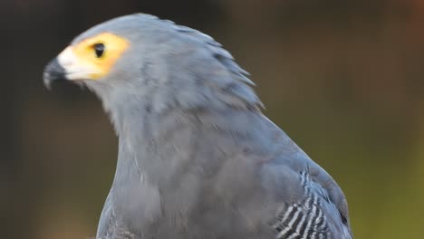 african harrier hawk spots some prey and launches after it