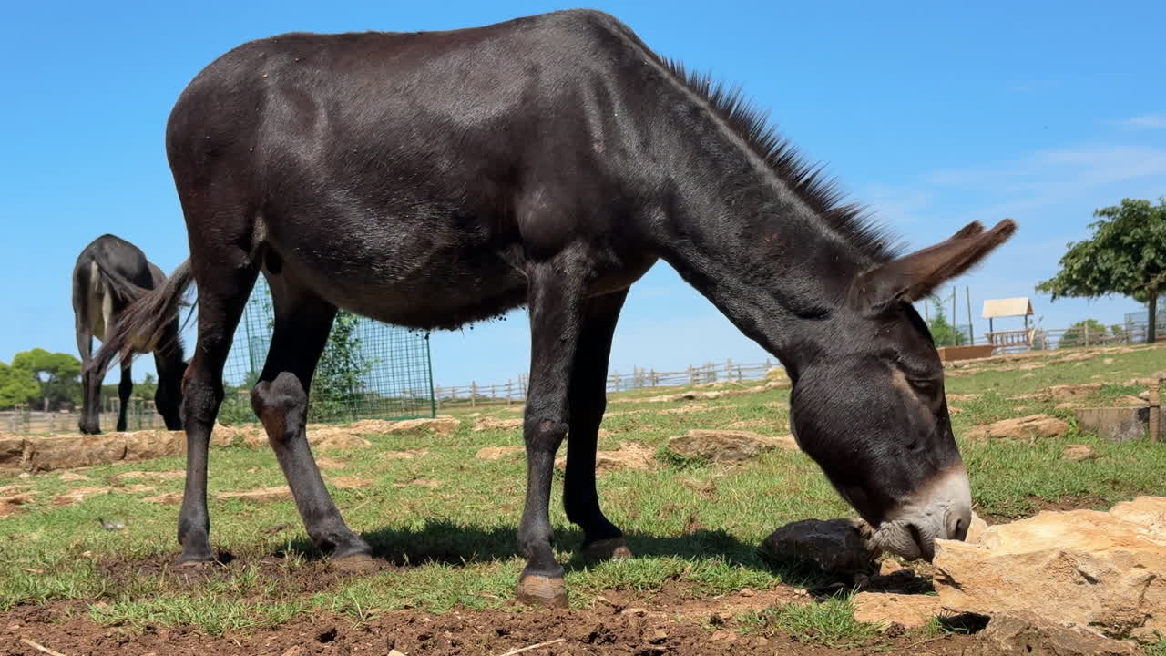 Close-up of a donkey eating grass in a rural field on a clear summer day. Perfect farm animal stock footage