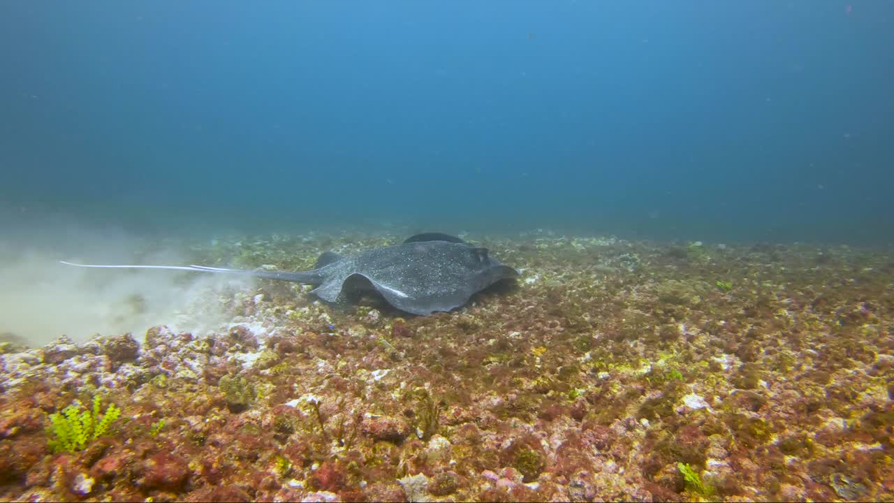 la mantarraya gigante de mármol tarda un tiempo en despegar y volar