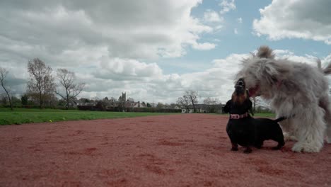 family pets chase ball and play on track in joyful slow motion sequence