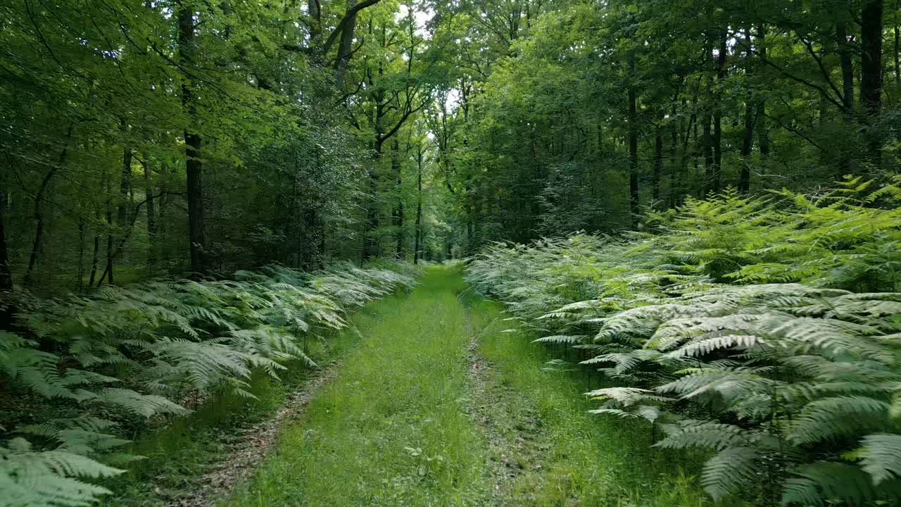 imágenes de naturaleza cinematográfica de 4k de un dron volando sobre un sendero en medio del bosque en normandía, francia en un día soleado