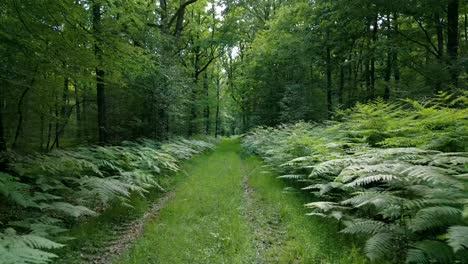 4K-Cinematic-nature-footage-of-a-drone-flying-over-a-footpath-in-the-middle-of-the-forest-in-Normandy,-France-on-a-sunny-day