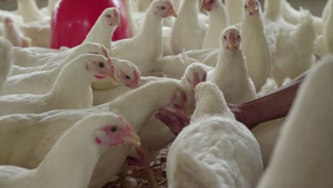 Agricultor-Alimentando-A-Mano-Pollos-De-Corral