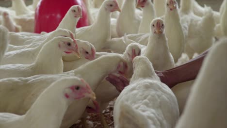 agricultor alimentando a mano pollos de corral