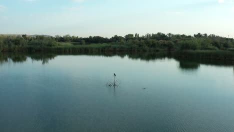 dolly aéreo en toma de lago en picón de los conejos y un pájaro sobresaltado