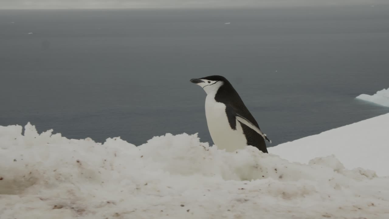 clip de gimbal de pingüino con correa de barbilla a través del hielo y la nieve con agua en la parte posterior