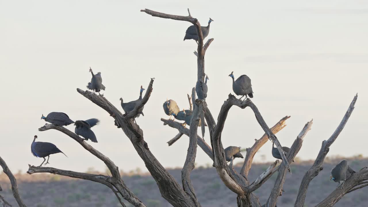 Group of helmeted guineafowl and vulturine guineafowl sharing the same roosting tree, perched on bare branches against an open savanna sky