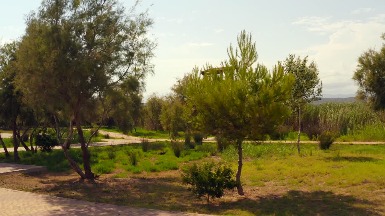 mirador de madera revelado detrás de árboles de hoja perenne en verano
