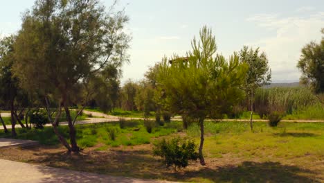 mirador de madera revelado detrás de árboles de hoja perenne en verano
