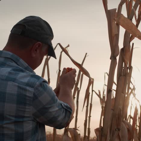 Agricultor-Estudiando-Mazorcas-De-Maíz-Se-Opone-A-Un-Campo-De-Maíz-1