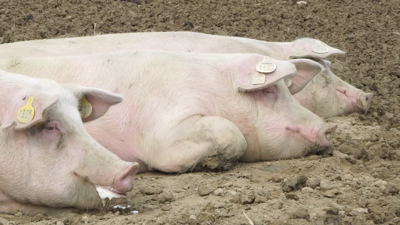 Cute white pigs resting on field outside in sunny daytime
