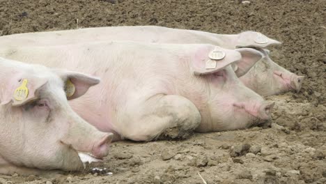 cute white pigs resting on field outside in sunny daytime