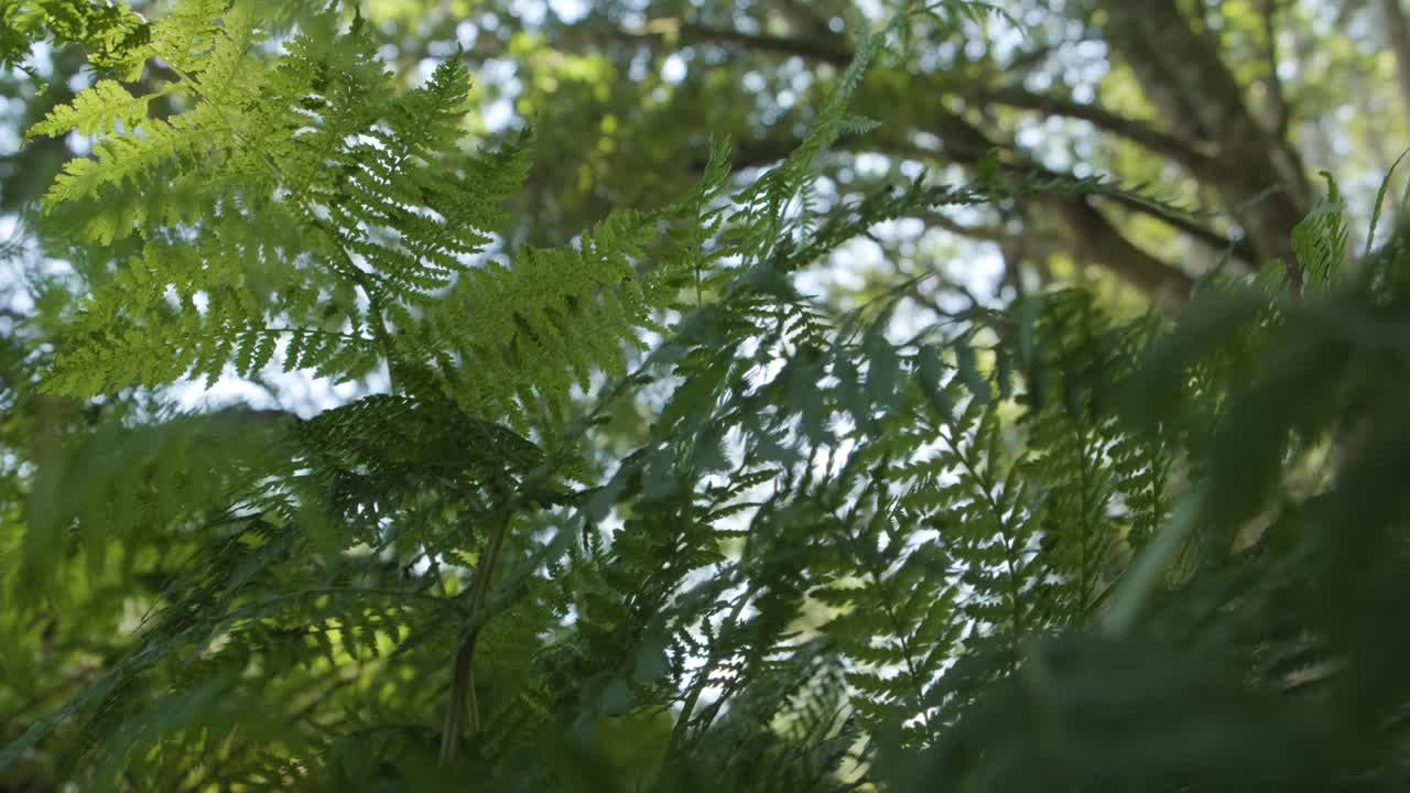 Felci arboree verdi nella giungla tropicale durante l'estate - ripresa in tilt-up.