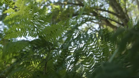 Helechos-Arborescentes-Verdes-En-La-Selva-Tropical-Durante-El-Verano---Tiro-Inclinado-Hacia-Arriba