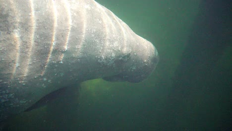 fotografía de cerca de un manatí submarino con ondas solares y dientes que se ven