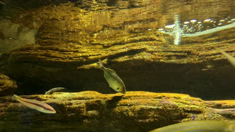 fish swim around rocky formations with golden hues underwater