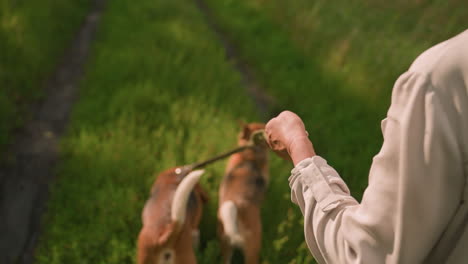 partial view of individual holding leash while dogs explore grassy field, dog on right runs forward as owner pulls back on leash, greenery fills background