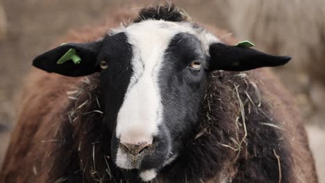 sheep with brown wool and black and white spotted head looks straight into the camera