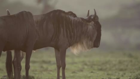 Gnus-In-Der-Abendsonne-02