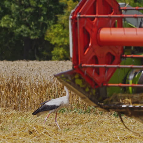 beautiful storks walking on a wheat field. two birds with long beaks walk near ripe wheat ears. modern combine harvesting at sunny day. close-up.