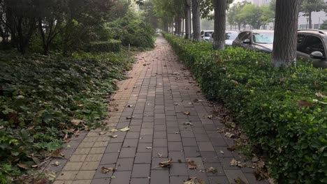 green-trees-pavement-with-shinning-sun-no.1