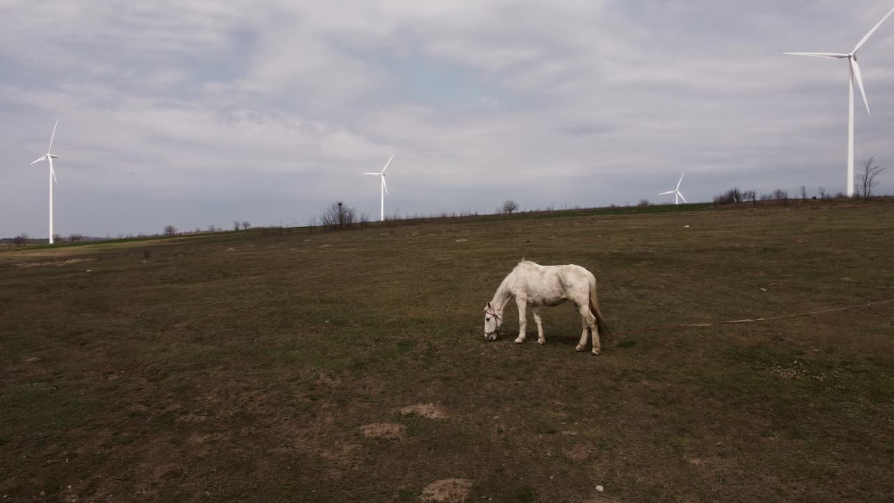Aerial Shot Of Skinny Horse Eating On Field With Power Wind Farm On The Background