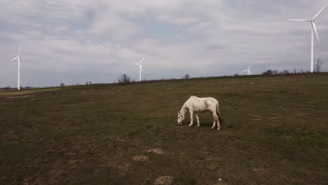 aerial shot of skinny horse eating on field with power wind farm on the background
