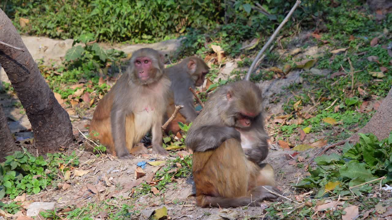 algunos monos macaco rhesus sentados en el suelo en la jungla disfrutando de la luz del sol de la mañana