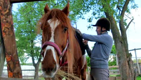 the horse chewing the hay and rider fix the saddle on animal