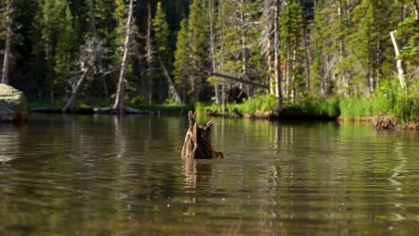 Eine-Stockente,-Die-In-Zeitlupe-Ins-Wasser-Taucht