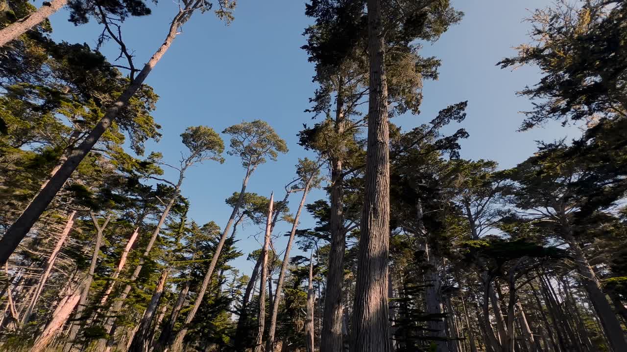el bosque de cipreses de monterey en la costa costera de california a lo largo de 17 millas en coche