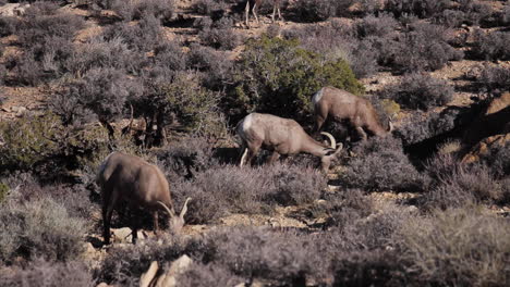 ovejas de cuerno grande deambulan en el desierto del parque nacional joshua tree