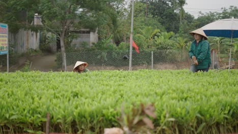 women working in a field of plants