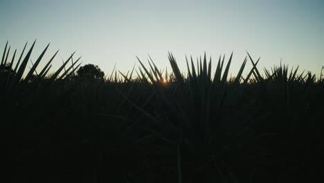 Die-Silhouette-Von-Agavenpflanzen-Mit-Der-In-Der-Ferne-Aufgehenden-Sonne,-Die-Durch-Die-Blätter-Scheint