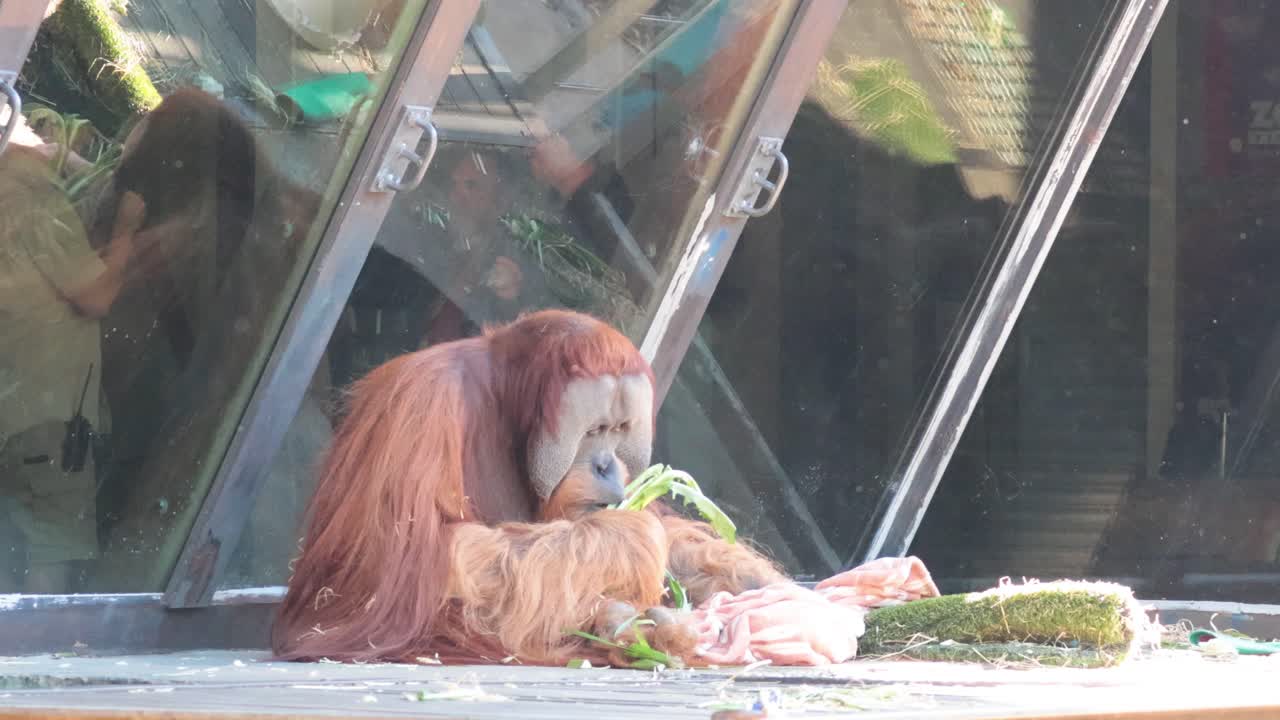 오랑우탄 이 보호 구역 에서 음식 을 즐기고 있다