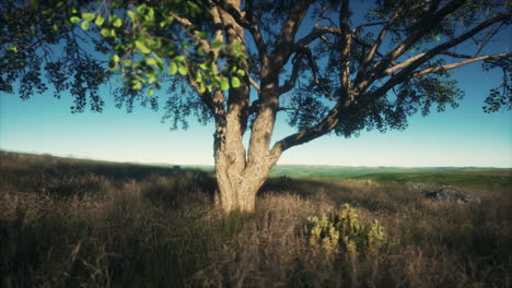 kenya park savannah stunning landscape with a single tree