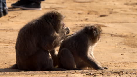 Monos-De-Nieve-Salvajes-Y-Comer-Los-Insectos-Como-Fuente-De-Proteína