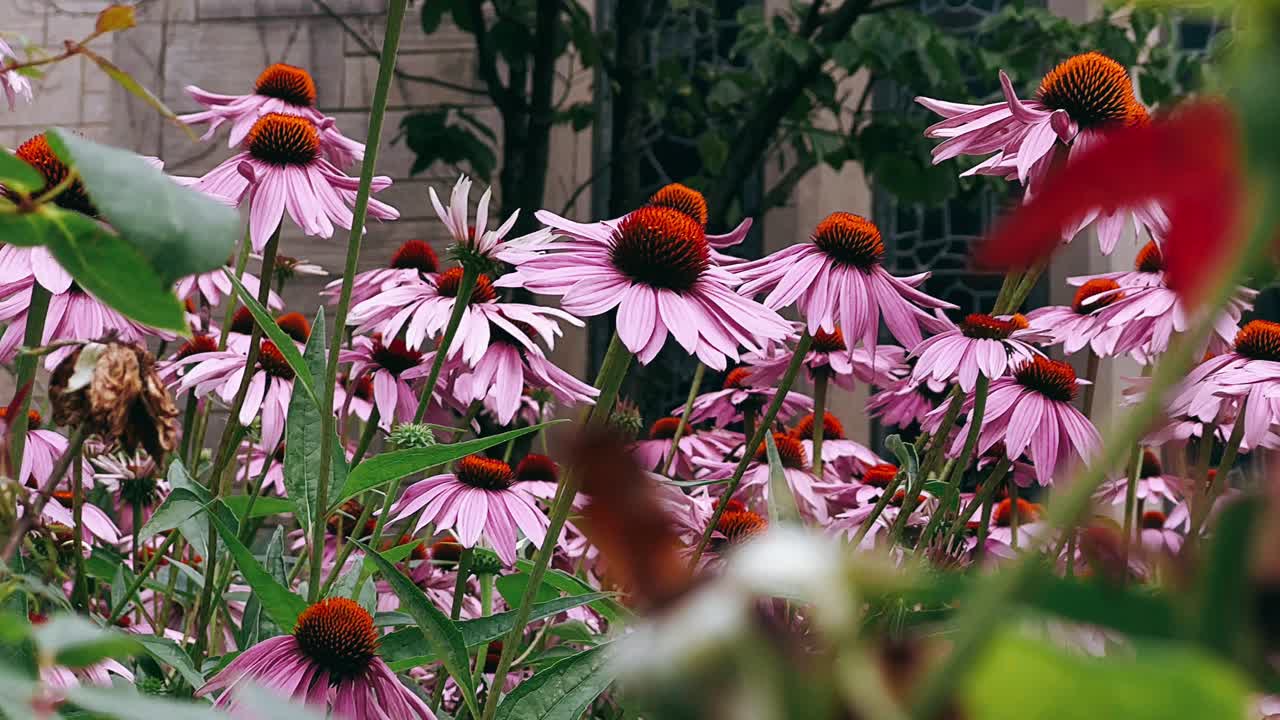 정원에서 분홍색 콩꽃