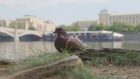 brown pigeon perched next blurred river and historic bridge backdrop