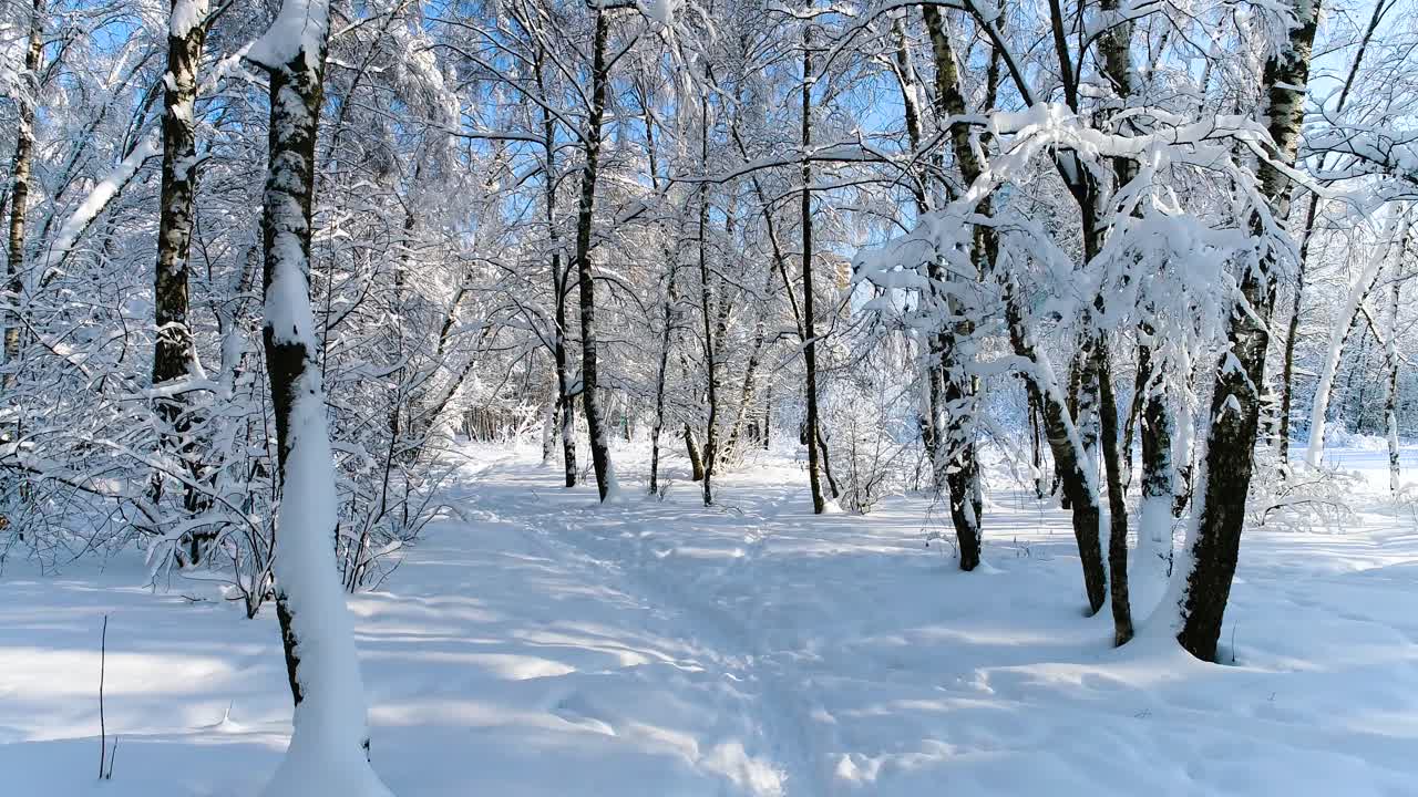 숲에 눈 덮인 가지입니다. 겨울 요정 배경