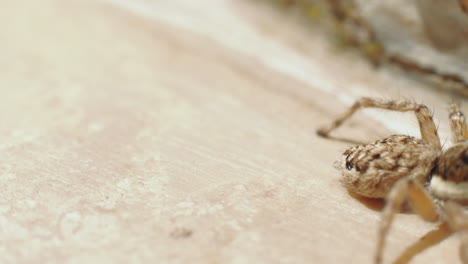 tiro macro de la araña salticidae salvaje que se arrastra durante el día soleado