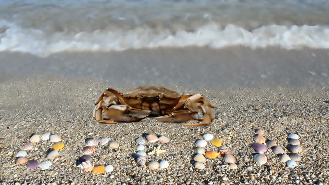 Crab and an inscription from shells "ocean". Crab on the beach