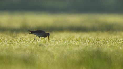 verde común en un campo cubierto de hierba