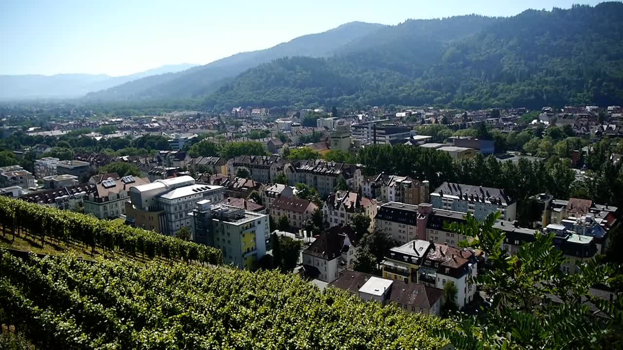 vista de friburgo desde el schlossberg, viñedos en primer plano, día soleado