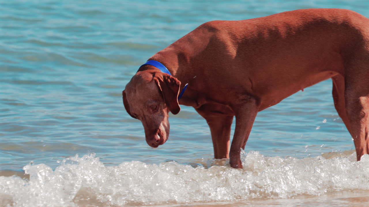 Brown dog walking along the shore and exploring the small waves of the sea