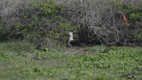 Ein-Laienalbatros-Steht-Vor-Seinem-Nest-Im-Nistplatz-Der-Kolonien-Am-Kaena-Point,-Oahu,-Hawaii