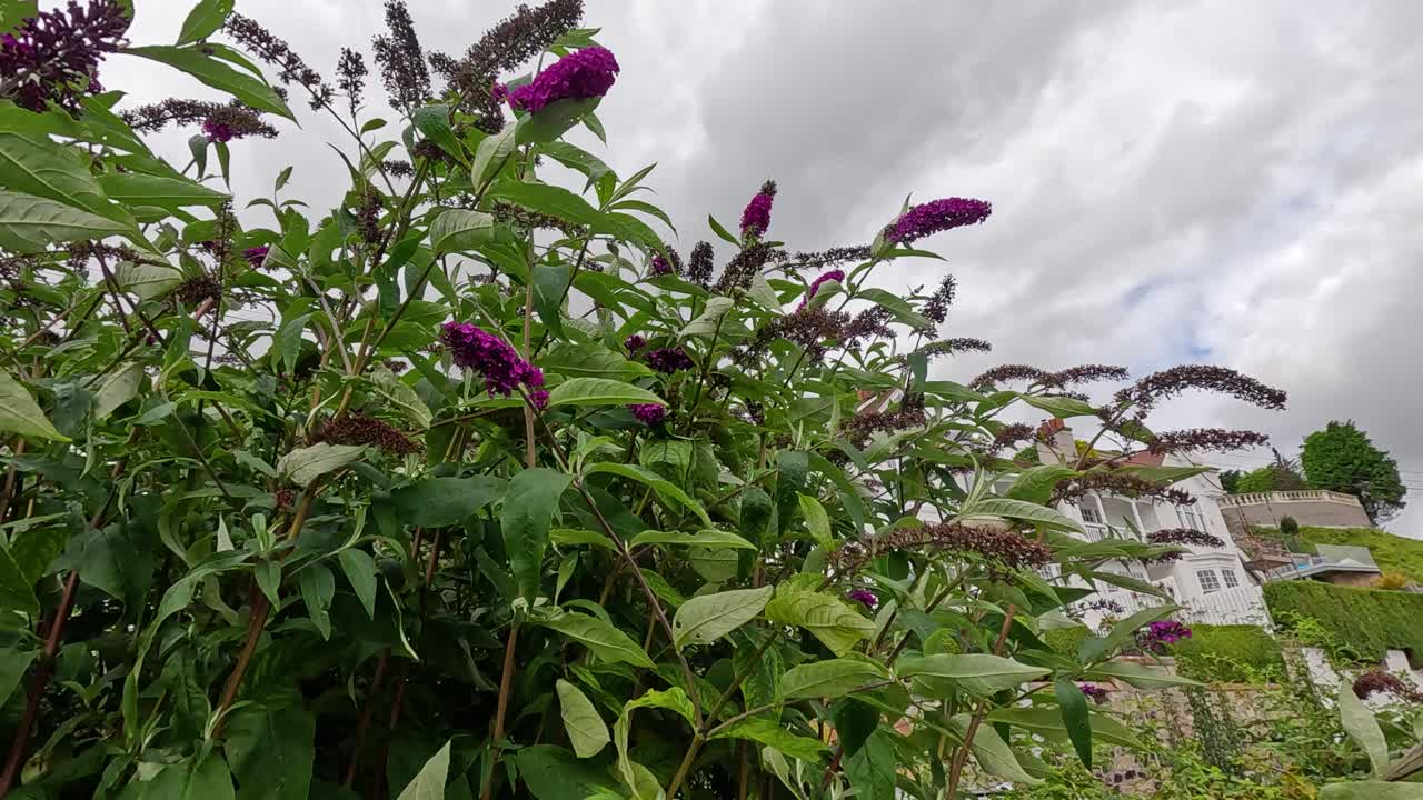 보라색 꽃이 바람에 흔들리고