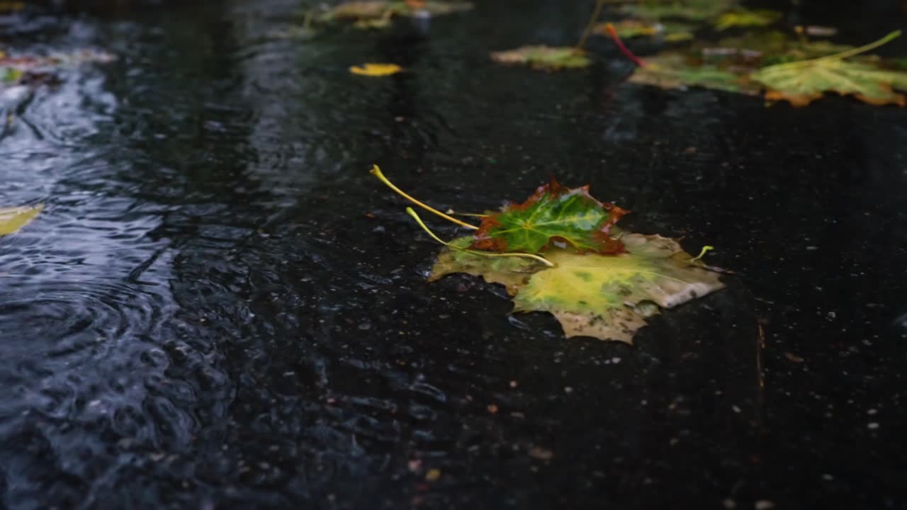 Autumn rain in bad weather, rain drops on the surface of the puddle with fallen leaves.