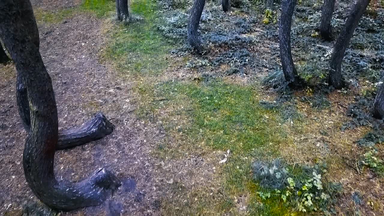 Flying above tilted tree trunks in the crooked forest, Poland. Drone glides smoothly through trees, grove with oddly shaped pine trees. Unique view of ground level tree bends. Haunted forest vibe